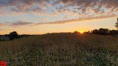 [Dier en Natuur] :: Wantijdijk 2 juli 2019 (7)