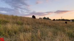 [Dier en Natuur] :: Wantijdijk 2 juli 2019 (11)