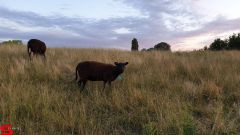 [Dier en Natuur] :: Wantijdijk 2 juli 2019 (12)