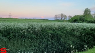 [Dier en Natuur] :: Wantijdijk 18 mei 2021 (5)