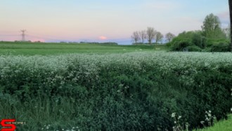 [Dier en Natuur] :: Wantijdijk 18 mei 2021 (6)