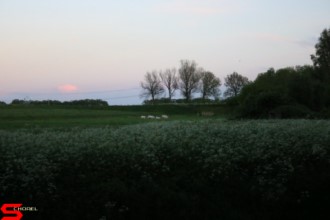 [Dier en Natuur] :: Wantijdijk 18 mei 2021 (18)