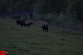 [Dier en Natuur] :: Wantijdijk 18 mei 2021 (18)