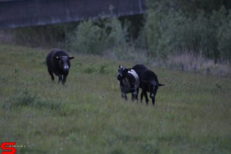 [Dier en Natuur] :: Wantijdijk 18 mei 2021 (19)