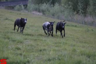 [Dier en Natuur] :: Wantijdijk 18 mei 2021 (5)