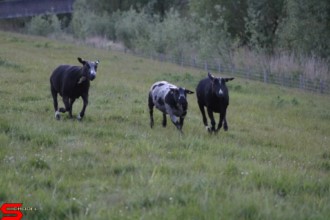 [Dier en Natuur] :: Wantijdijk 18 mei 2021 (6)