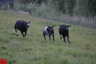 [Dier en Natuur] :: Wantijdijk 18 mei 2021 (7)