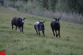 [Dier en Natuur] :: Wantijdijk 18 mei 2021 (8)