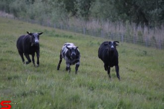 [Dier en Natuur] :: Wantijdijk 18 mei 2021 (9)