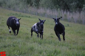 [Dier en Natuur] :: Wantijdijk 18 mei 2021 (10)