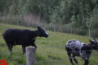 [Dier en Natuur] :: Wantijdijk 18 mei 2021 (11)