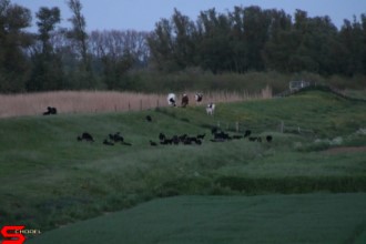[Dier en Natuur] :: Wantijdijk 18 mei 2021 (13)
