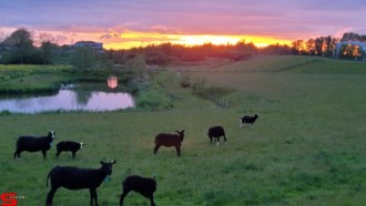 [Dier en Natuur] :: Wantijdijk 24 mei 2021 (13)