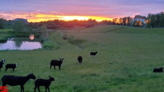 [Dier en Natuur] :: Wantijdijk 24 mei 2021 (14)