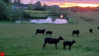 [Dier en Natuur] :: Wantijdijk 24 mei 2021 (15)