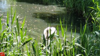 [Dier en Natuur] :: Rondje Dordt 1 juni 2021 (5)