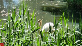 [Dier en Natuur] :: Rondje Dordt 1 juni 2021 (6)