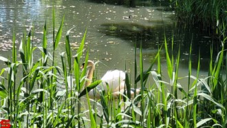 [Dier en Natuur] :: Rondje Dordt 1 juni 2021 (7)
