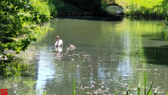 [Dier en Natuur] :: Rondje Dordt 1 juni 2021 (8)