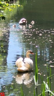 [Dier en Natuur] :: Rondje Dordt 1 juni 2021 (9)