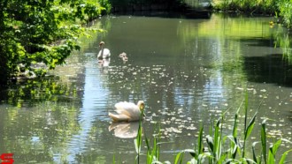 [Dier en Natuur] :: Rondje Dordt 1 juni 2021 (10)