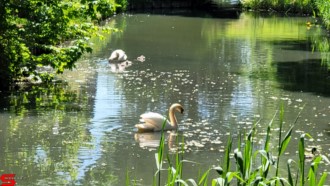 [Dier en Natuur] :: Rondje Dordt 1 juni 2021 (12)