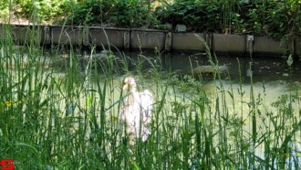 [Dier en Natuur] :: Rondje Dordt 1 juni 2021 (14)