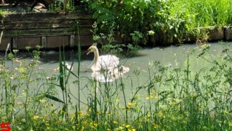 [Dier en Natuur] :: Rondje Dordt 1 juni 2021 (15)