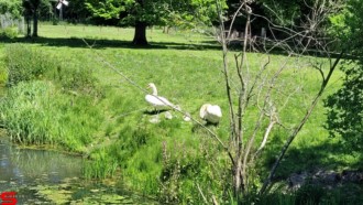 [Dier en Natuur] :: Rondje Dordt 1 juni 2021 (5)