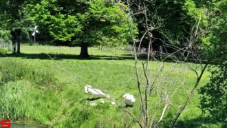 [Dier en Natuur] :: Rondje Dordt 1 juni 2021 (6)