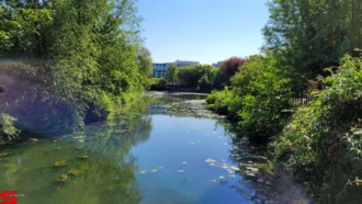 [Dier en Natuur] :: Rondje Dordt 1 juni 2021 (9)