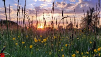 [Dier en Natuur] :: Wantijdijk 2 juni 2021 (10)