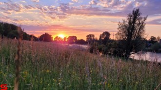 [Dier en Natuur] :: Wantijdijk 2 juni 2021 (12)