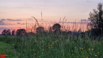 [Dier en Natuur] :: Wantijdijk 2 juni 2021 (13)