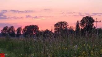 [Dier en Natuur] :: Wantijdijk 2 juni 2021 (14)
