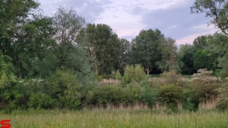 [Dier en Natuur] :: Wantijdijk 2 juni 2021 (16)