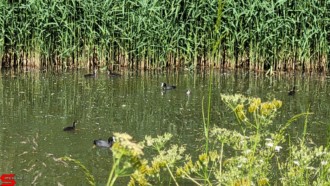 [Dier en Natuur] :: Klein rondje Dordt 6 juni 2021 (7)