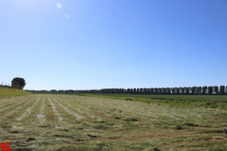 [Dier en Natuur] :: De nieuwe Dordtse Biesbosch (5)