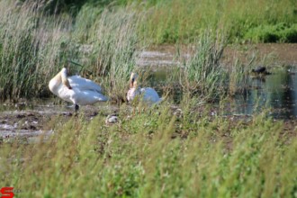 [Dier en Natuur] :: De nieuwe Dordtse Biesbosch (10)