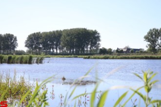 [Dier en Natuur] :: De nieuwe Dordtse Biesbosch (15)