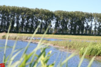 [Dier en Natuur] :: De nieuwe Dordtse Biesbosch (17)