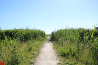 [Dier en Natuur] :: De nieuwe Dordtse Biesbosch (18)