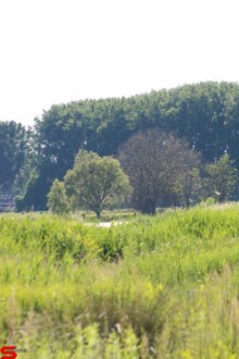 [Dier en Natuur] :: De nieuwe Dordtse Biesbosch (7)