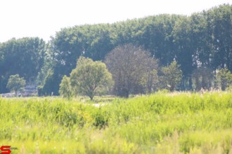 [Dier en Natuur] :: De nieuwe Dordtse Biesbosch (8)
