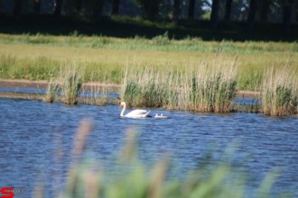 [Dier en Natuur] :: De nieuwe Dordtse Biesbosch (9)