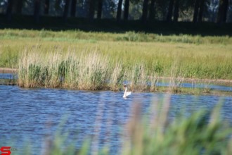 [Dier en Natuur] :: De nieuwe Dordtse Biesbosch (10)