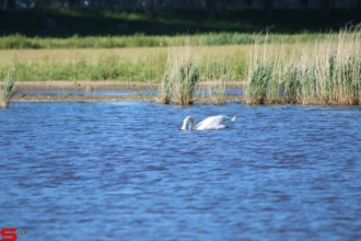 [Dier en Natuur] :: De nieuwe Dordtse Biesbosch (11)