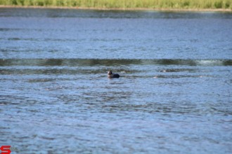 [Dier en Natuur] :: De nieuwe Dordtse Biesbosch (12)