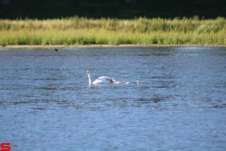 [Dier en Natuur] :: De nieuwe Dordtse Biesbosch (14)