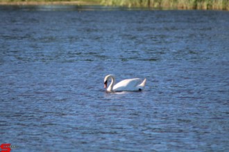 [Dier en Natuur] :: De nieuwe Dordtse Biesbosch (15)